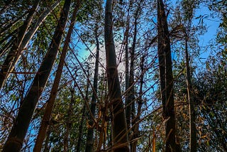 Enabling Ecological Resilience in Malawi