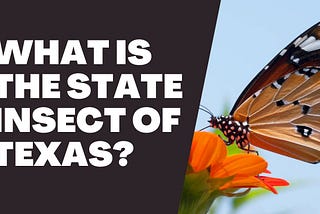 What Is The State Insect of Texas?