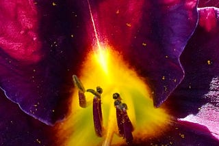 Apprehensions of What-Is