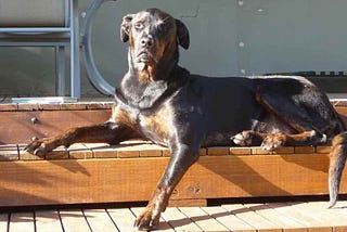 Your last breath: Saying farewell to our darling dog