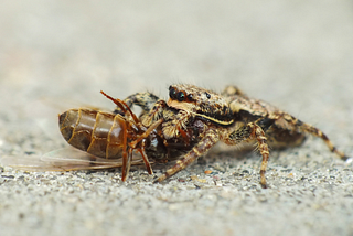 Are Ants Friend or Food to Spiders?