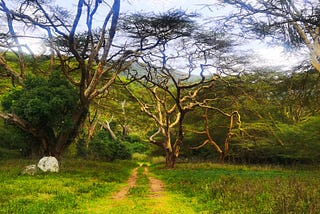 Exploring the Enchanting Charms of Nairobi, A Haven of Natural Beauty and Organic Delights