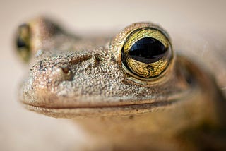 A close up of a frog’s face