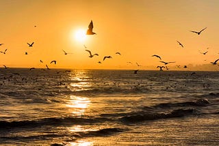 This image captures a serene sunset over the ocean with a flock of seagulls flying across the sky. The sun is low on the horizon, casting a golden glow over the water, and reflecting light off the gentle waves, creating a peaceful and picturesque coastal scene.