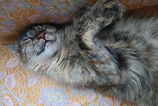 Buia, uma das gatas que vive aqui em casa, deitada de olhos fechados, dormindo
