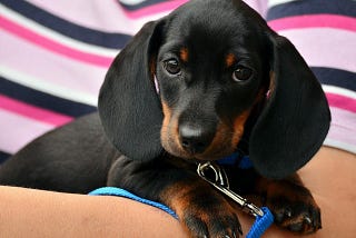 Humane Society of Broward County: HSBC & Mozes Victor Konig.