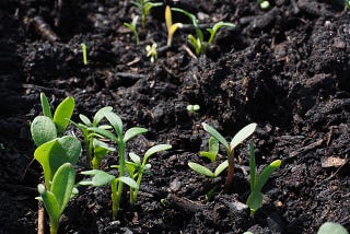 The Best Flowers and Vegetables to Start Seeding in March