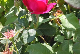 A Rose in Full Bloom