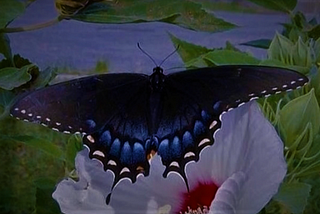 Black swallowtail butterfly