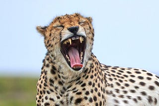 The Best African Adventure: 4 Days Tanzania Safari