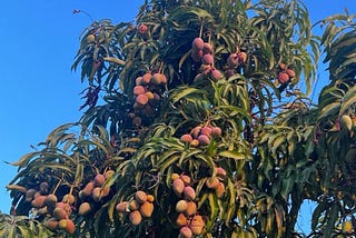 Mississippi Mango (2024)