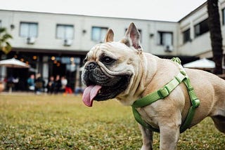 Want to Work at a Dog Daycare? Heres What to Look For