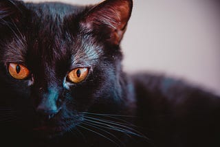 Black Cats: Good or Bad Luck?