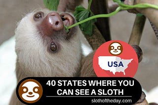 Where Can I See a Sloth in the US