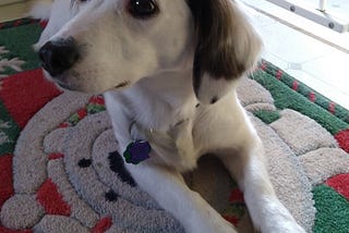 White mixed-breed dog with dachshund features gazing sideways while resting on rug.