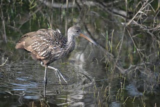 Lucky Limpkin Sighting
