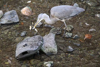 Guardians of the Skies: Mitigating Plastic Hazards for Urban Birds