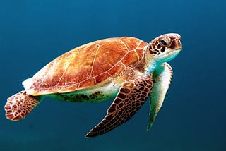 A gorgeous sea turtle swims in the deep blue sea. The shell is brown with deep ridges.