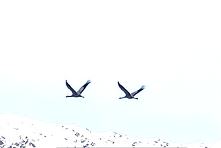 Two herons flying above the mountain Storskarven, Skarvan andRoltdalen National Park (Norway)