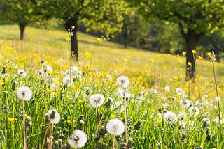 A field of dandelions in the summer
