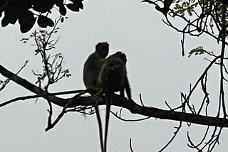 Pre-dawn shot of two monkeys sitting on a branch.