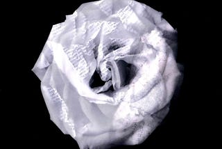 THE WHITE ROSE OF PARADISE