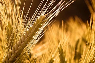 Latin America has seen substantial growth in barley farming over the past few decades Latin America…