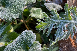 First frost on green leaves