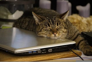 a very rich cat sleeping while algorithmic trading bots work for it