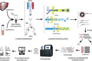 Single cell RNA sequencing