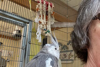 A white-faced gray cockatiel is riding on a woman’s shoulder.