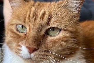 a red and white tabby cat