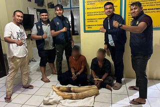 Elephant Ivory Smuggling Bust, Two Perpetrators Apprehended