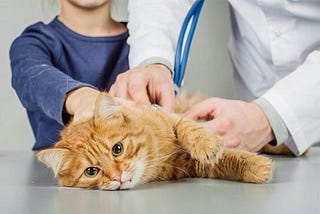 “How often should I take my cat to the vet?”