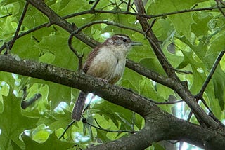 Carolina wren on a tree branch with green leaves in the background