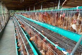 Covid-19 impact on the Nigeria poultry sector — A loss or gain for entrepreneurs?
