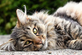 Emotion Recognition in Cats