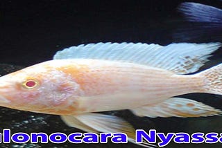 Aulonocara Nyassae