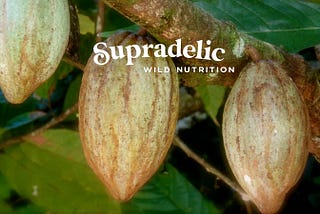 Qu’est ce que le cacao cru ?