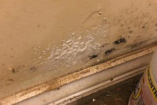 Mold Testing and Removal Specialist in Greer, South Carolina