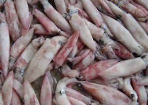 Where do I get squid fish online in Chennai?