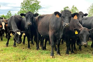 Cattle Grazing on Pasture