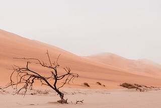 A dry desert landscape with a single tree, slouched over and without leaves