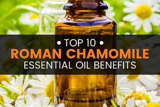 Benefits of Roman Chamomile Essential Oil