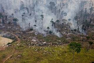Revealed: new evidence links Brazil meat giant JBS to Amazon deforestation