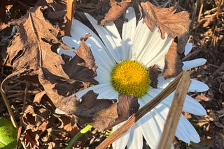 A Few Warm Days Before The Chill