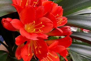 Once More into my Bay Window a Year after Last Time — Ooh, Look — a PupperJack Flower!