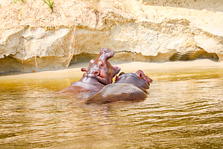 Hippopotamuses along the Victoria Nile in Murchison Falls National Park