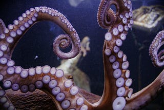 Octopus with tentacles and an eye. Photo by Dear Sunflower on Unsplash