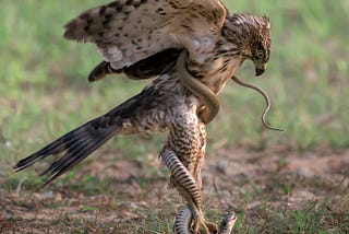 The Hawk Case for API3